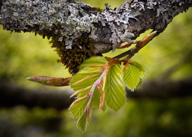 Bosques y Arroyos de Montaña, brote de hojas de haya en primavera.