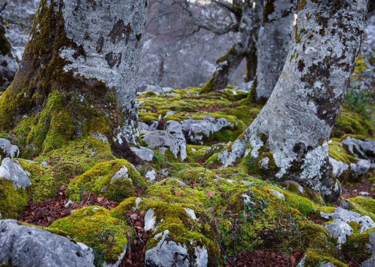 mimetismo entre la corteza de las hayas y la roca caliza