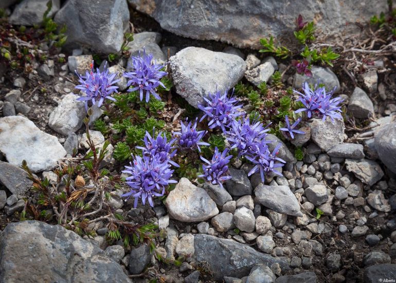 La tenacidad de la vida en los Picos de Europa.