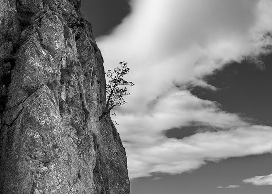 Árbol en los Picos de Europa.