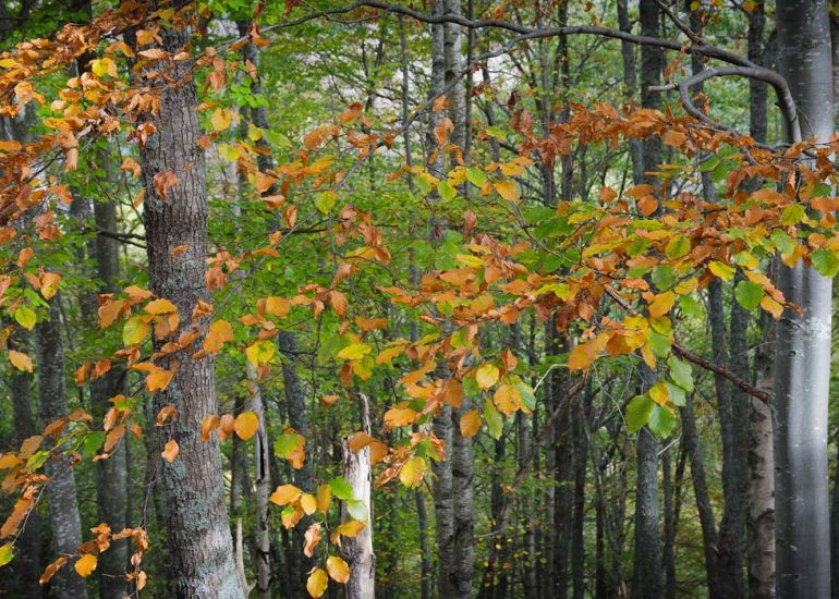 Hojas otoñales en hayedo de montaña.