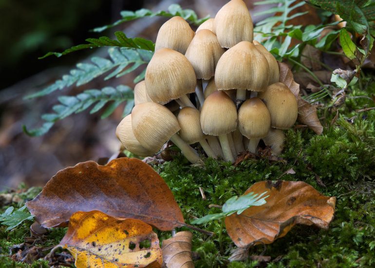 Conjunto de setas en bosque otoñal.
