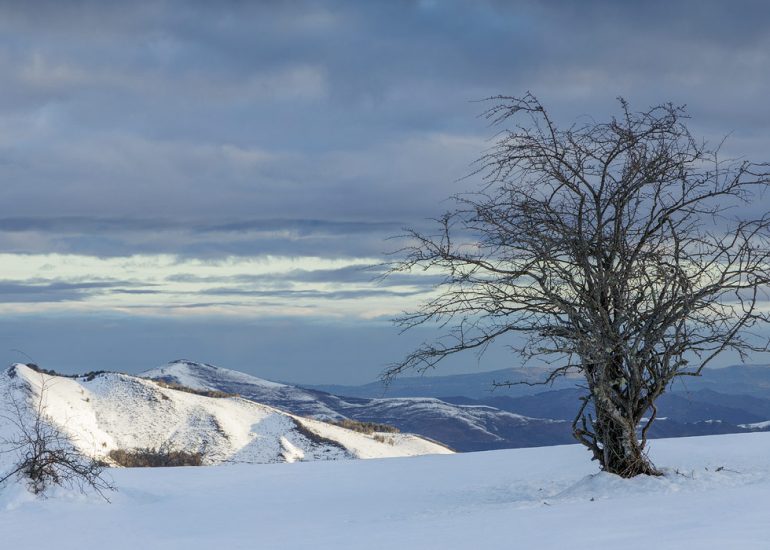 Espinera en un amanecer invernal.