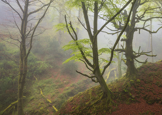 hayedo primaveral en la niebla