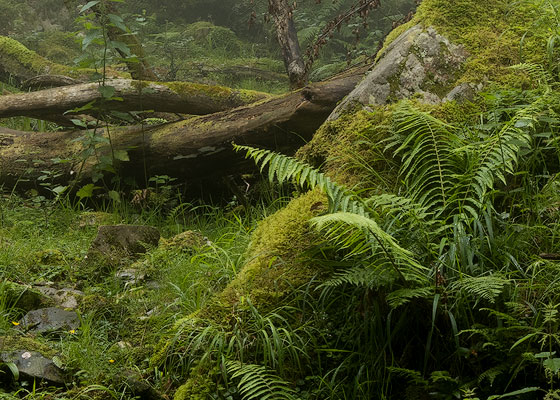 Hayas caídas en un hayedo de montaña