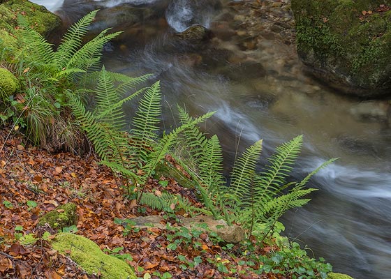 Hayedo otoñal en la Cordillera Cantábrica.