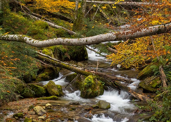Hayedo cantábrico otoñal.