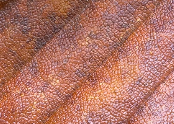 hoja de haya en descomposición