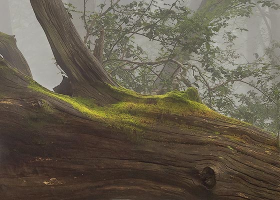 Haya muerta. Asturias, junio 2024.