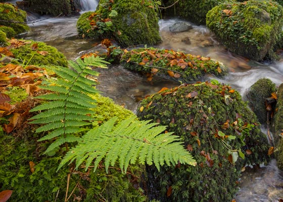 Arroyo de montaña. Aller, Asturias.