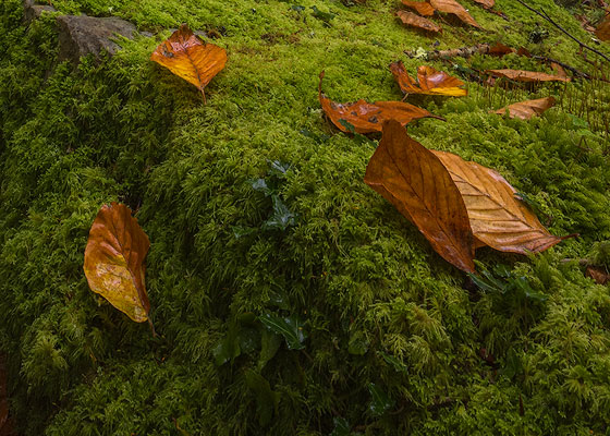 hayas gigantes en la niebla