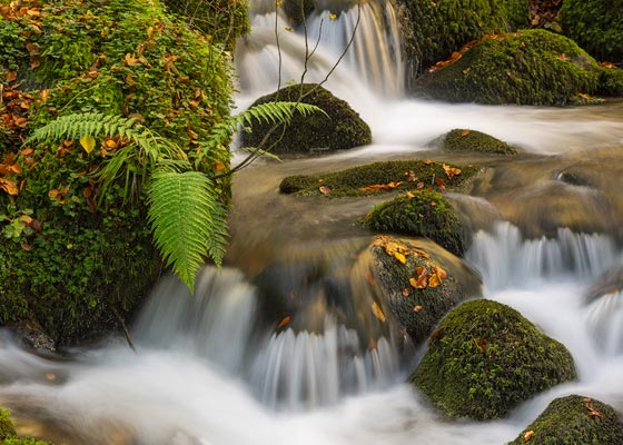 Detalle de un arroyo de montaña en Asturias.