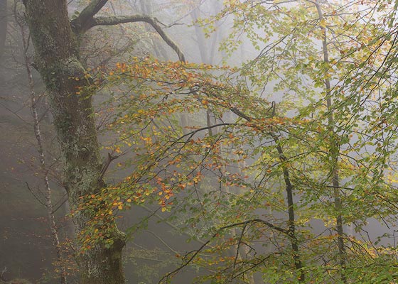 Dos jóvenes hayas en bosque con niebla