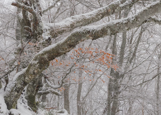 Marcescencia en un haya invernal