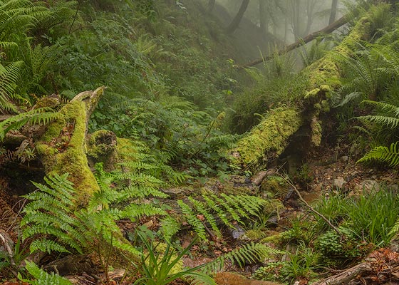 Un rincón de un hayedo cantábrico.