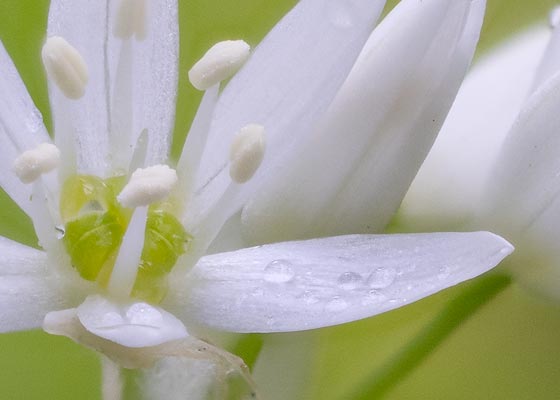 flor de ajo de oso