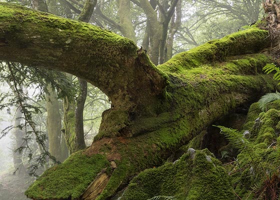 El tronco de un haya yace junto a un tejo. Asturias.